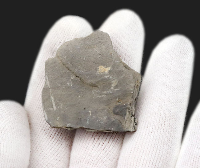 最も有名な三葉虫の一つ、米国ユタ州産三葉虫、エルラシア・キンギのマルチ標本(その4)