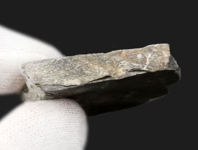 最も有名な三葉虫の一つ、米国ユタ州産三葉虫、エルラシア・キンギのマルチ標本(その5)