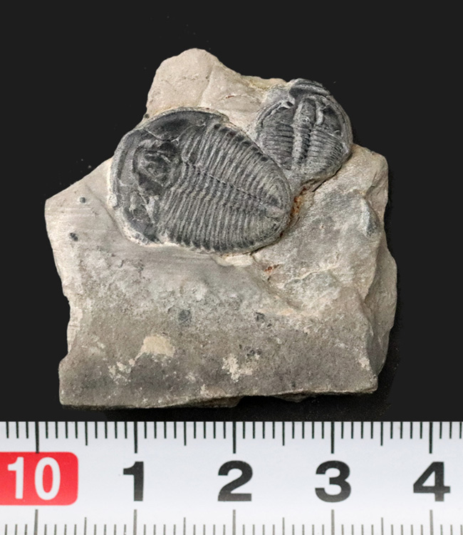 最も有名な三葉虫の一つ、米国ユタ州産三葉虫、エルラシア・キンギのマルチ標本(その6)