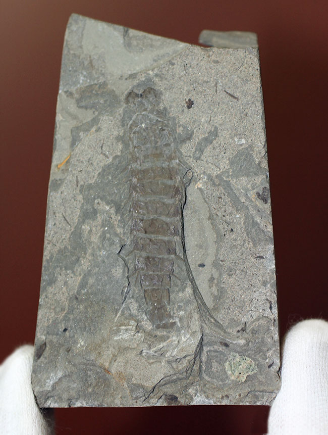 ５センチ近い大きなカゲロウの幼虫（Ephemeropsis sp.）の化石（その1）