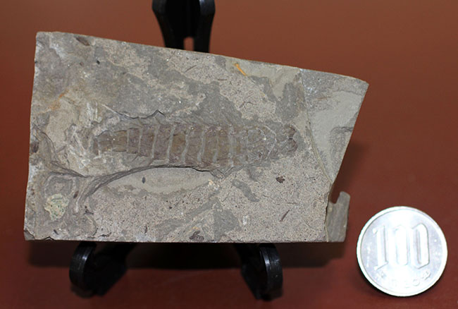 ５センチ近い大きなカゲロウの幼虫（Ephemeropsis sp.）の化石（その10）