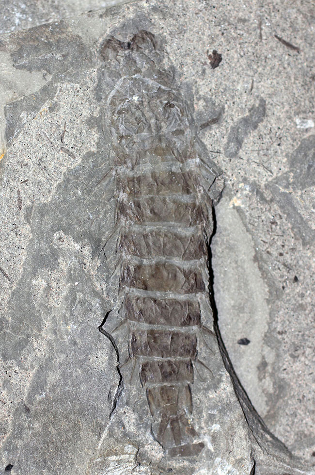 ５センチ近い大きなカゲロウの幼虫（Ephemeropsis sp.）の化石（その2）