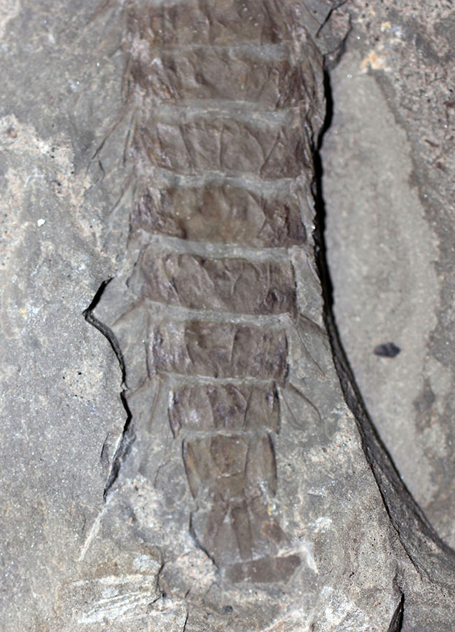 ５センチ近い大きなカゲロウの幼虫（Ephemeropsis sp.）の化石（その3）