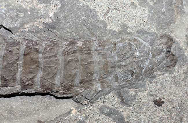 ５センチ近い大きなカゲロウの幼虫（Ephemeropsis sp.）の化石（その6）