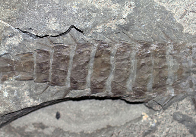 ５センチ近い大きなカゲロウの幼虫（Ephemeropsis sp.）の化石（その7）