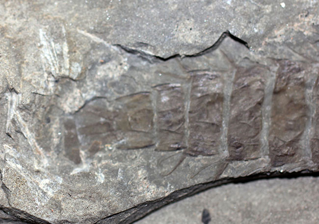 ５センチ近い大きなカゲロウの幼虫（Ephemeropsis sp.）の化石（その8）