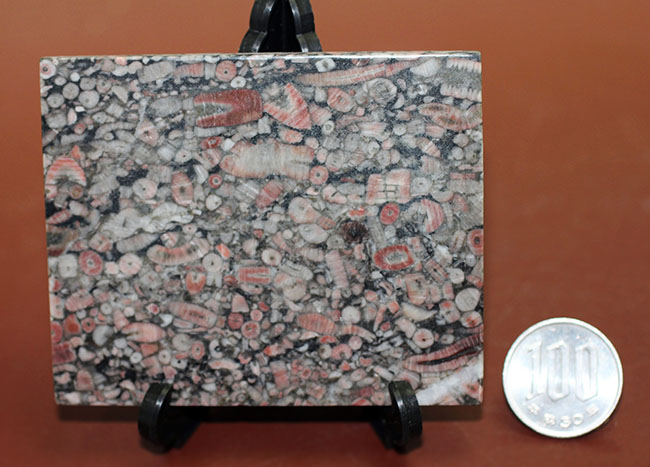 棘皮動物、ウミユリ（Crinoid）の茎部プレート化石 化石 販売