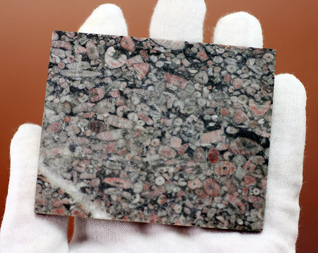 棘皮動物、ウミユリ（Crinoid）の茎部プレート化石 化石 販売