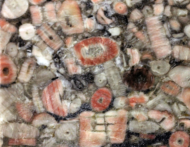 棘皮動物、ウミユリ（Crinoid）の茎部プレート化石 化石 販売