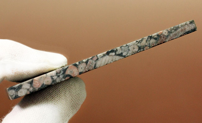 棘皮動物、ウミユリ（Crinoid）の茎部プレート化石 化石 販売