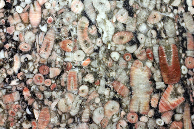 棘皮動物、ウミユリ（Crinoid）の茎部プレート化石 化石 販売