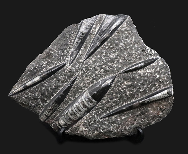 壮観!35センチオーバー!直角貝こと、頭足類オルソセラス(Orthoceras)の群集化石(その1)