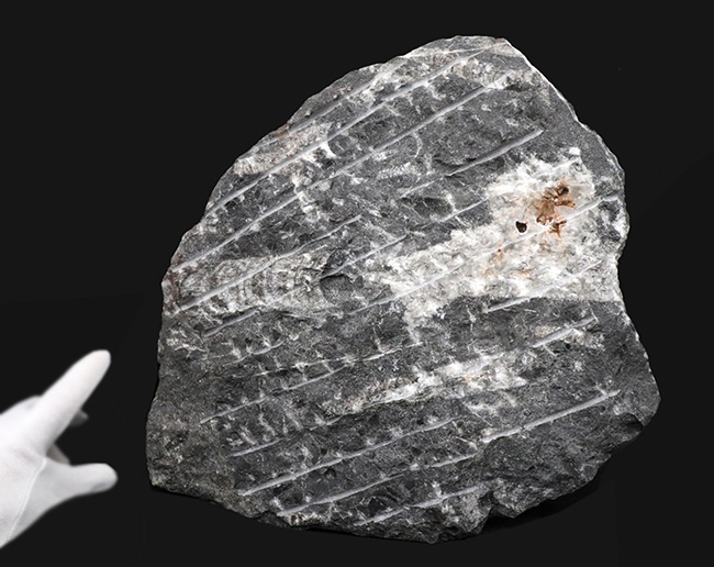 壮観!35センチオーバー!直角貝こと、頭足類オルソセラス(Orthoceras)の群集化石(その11)