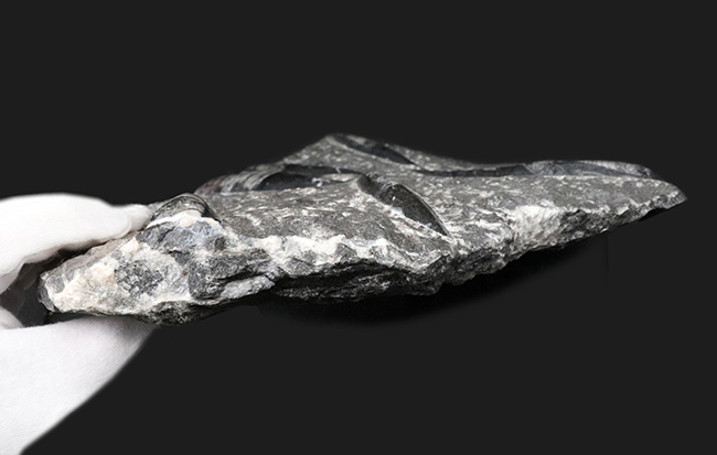 壮観!35センチオーバー!直角貝こと、頭足類オルソセラス(Orthoceras)の群集化石(その12)