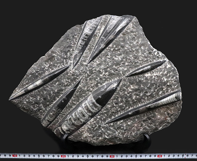 壮観!35センチオーバー!直角貝こと、頭足類オルソセラス(Orthoceras)の群集化石(その13)