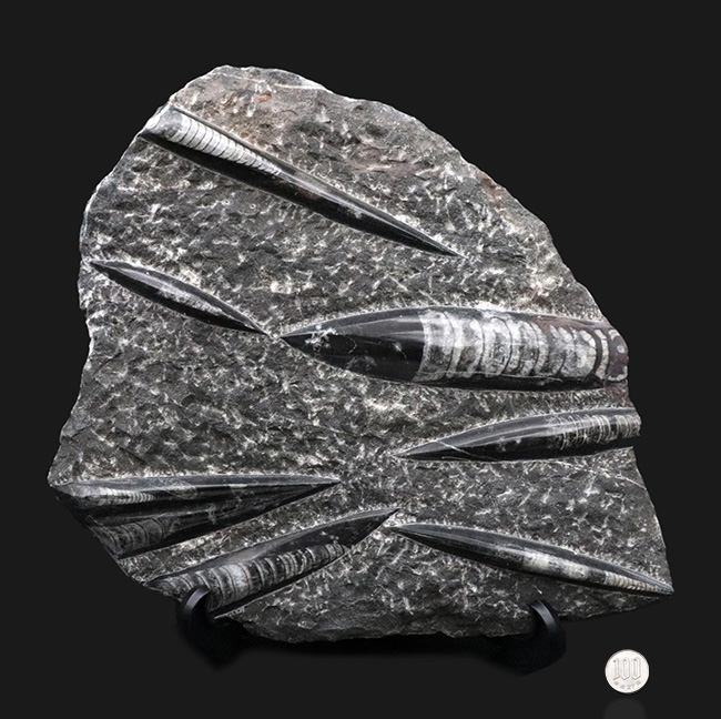 壮観!35センチオーバー!直角貝こと、頭足類オルソセラス(Orthoceras)の群集化石(その14)