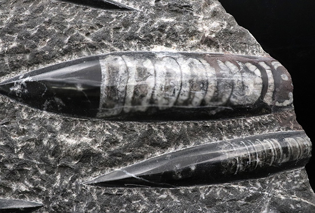 壮観!35センチオーバー!直角貝こと、頭足類オルソセラス(Orthoceras)の群集化石(その2)