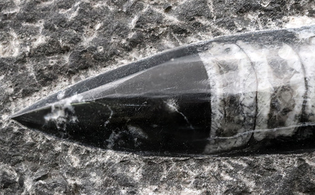 壮観!35センチオーバー!直角貝こと、頭足類オルソセラス(Orthoceras)の群集化石(その3)