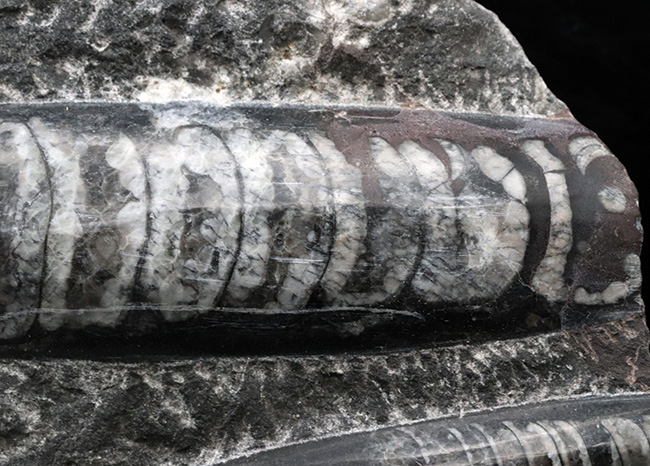 壮観!35センチオーバー!直角貝こと、頭足類オルソセラス(Orthoceras)の群集化石(その4)