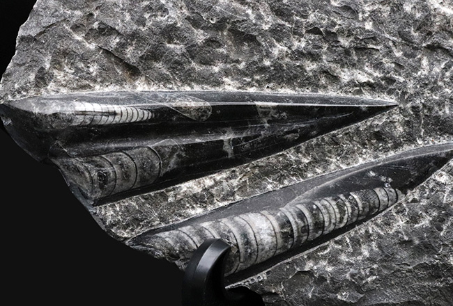 壮観!35センチオーバー!直角貝こと、頭足類オルソセラス(Orthoceras)の群集化石(その5)