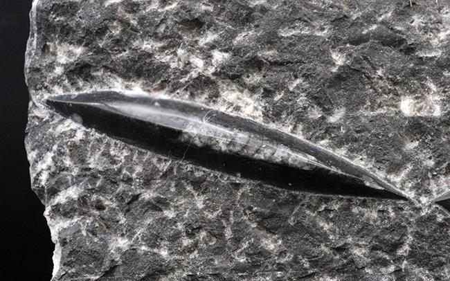壮観!35センチオーバー!直角貝こと、頭足類オルソセラス(Orthoceras)の群集化石(その6)