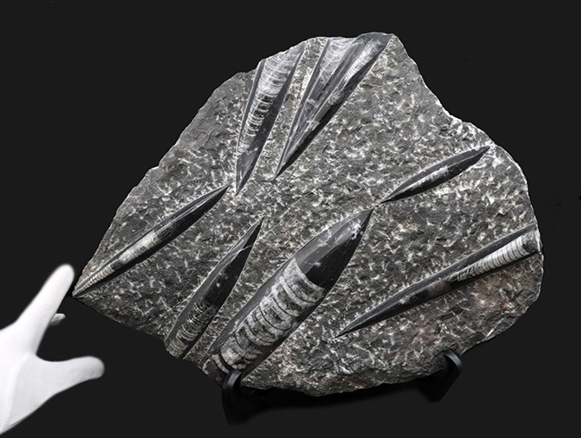 壮観!35センチオーバー!直角貝こと、頭足類オルソセラス(Orthoceras)の群集化石(その7)