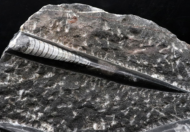 壮観!35センチオーバー!直角貝こと、頭足類オルソセラス(Orthoceras)の群集化石(その8)