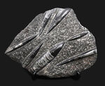 壮観！３５センチオーバー！直角貝こと、頭足類オルソセラス（Orthoceras）の群集化石