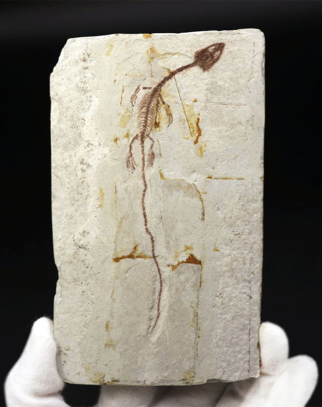 オールドコレクション!ミニドラゴン、ヒファロサウルス(Hyphalosaurus lingyuanensis)の全身化石(その1)