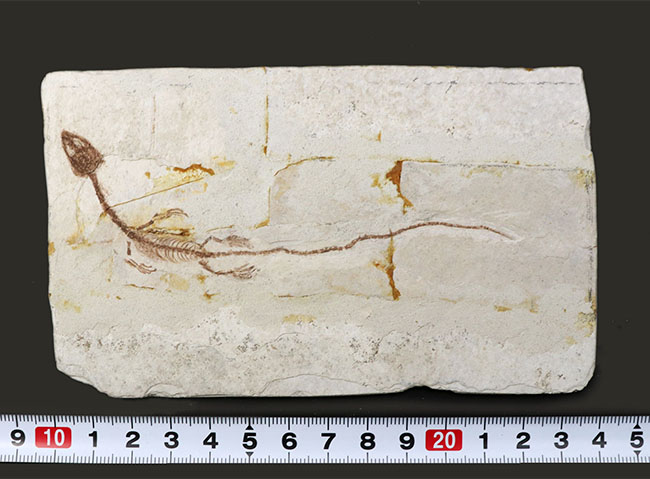 オールドコレクション!ミニドラゴン、ヒファロサウルス(Hyphalosaurus lingyuanensis)の全身化石(その11)