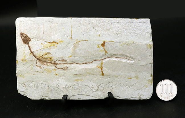 オールドコレクション!ミニドラゴン、ヒファロサウルス(Hyphalosaurus lingyuanensis)の全身化石(その12)