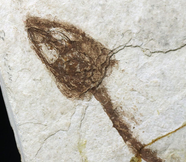 オールドコレクション!ミニドラゴン、ヒファロサウルス(Hyphalosaurus lingyuanensis)の全身化石(その3)
