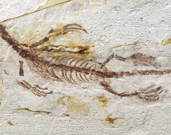 オールドコレクション!ミニドラゴン、ヒファロサウルス(Hyphalosaurus lingyuanensis)の全身化石(その4)
