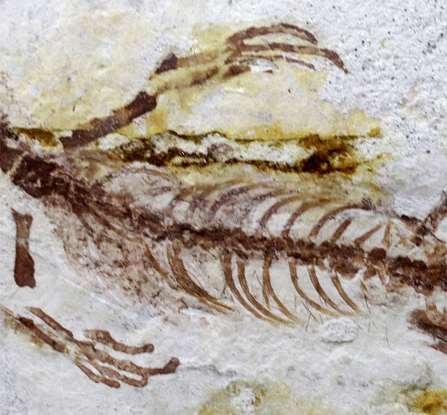 オールドコレクション!ミニドラゴン、ヒファロサウルス(Hyphalosaurus lingyuanensis)の全身化石(その5)