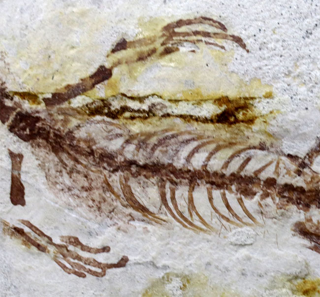 オールドコレクション！ミニドラゴン、ヒファロサウルス（Hyphalosaurus lingyuanensis）の全身化石（その5）