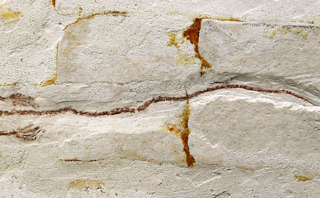 オールドコレクション!ミニドラゴン、ヒファロサウルス(Hyphalosaurus lingyuanensis)の全身化石(その6)