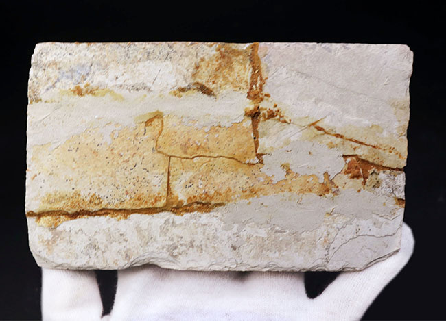 オールドコレクション!ミニドラゴン、ヒファロサウルス(Hyphalosaurus lingyuanensis)の全身化石(その7)