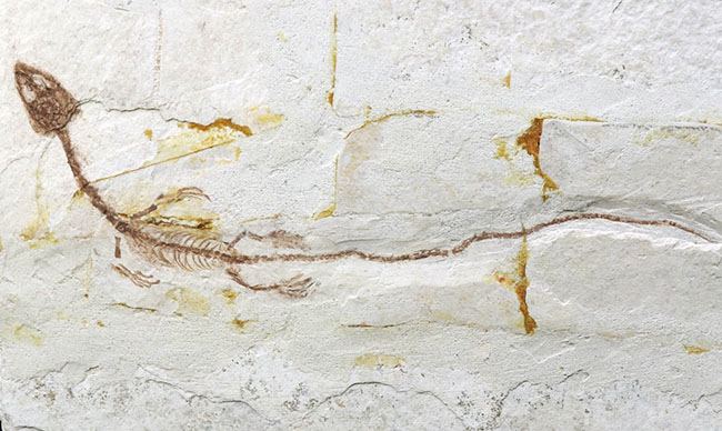 オールドコレクション！ミニドラゴン、ヒファロサウルス