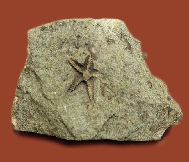 希少！スコットランド産オルドビス紀のヒトデ化石（Tetraster wyville-thompsoni）。チャールズ・ワイヴィル・トムソン氏記載標本。（その1）