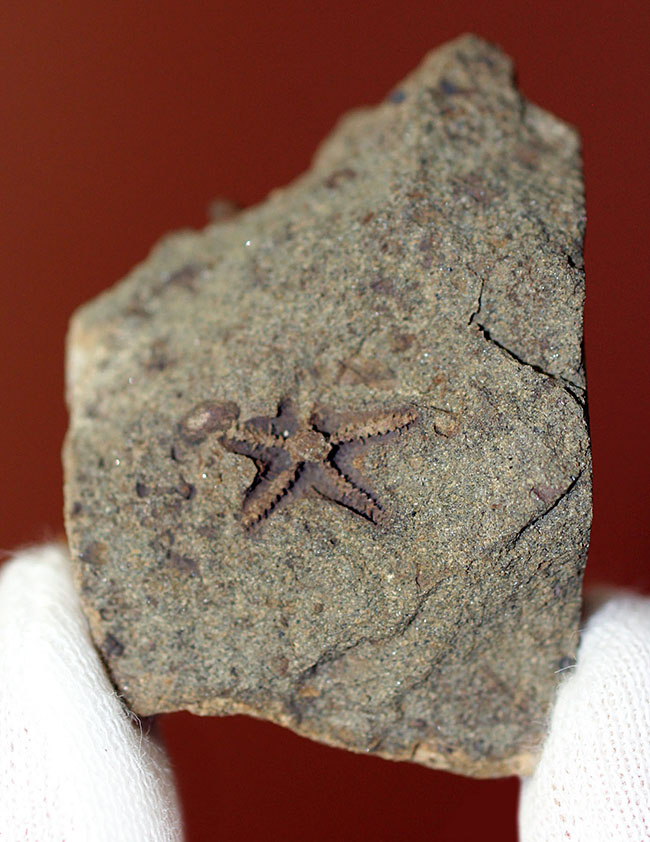 希少！スコットランド産オルドビス紀のヒトデ化石（Tetraster wyville-thompsoni）。チャールズ・ワイヴィル・トムソン氏記載標本。（その2）