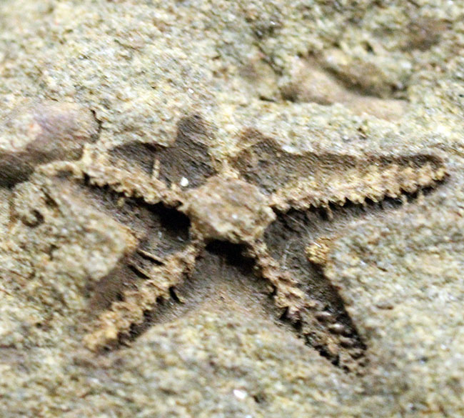 希少！スコットランド産オルドビス紀のヒトデ化石（Tetraster wyville-thompsoni）。チャールズ・ワイヴィル・トムソン氏記載標本。（その7）