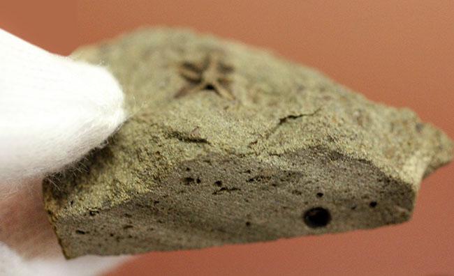 希少！スコットランド産オルドビス紀のヒトデ化石（Tetraster wyville-thompsoni）。チャールズ・ワイヴィル・トムソン氏記載標本。（その8）