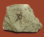 希少！スコットランド産オルドビス紀のヒトデ化石（Tetraster wyville-thompsoni）。チャールズ・ワイヴィル・トムソン氏記載標本。