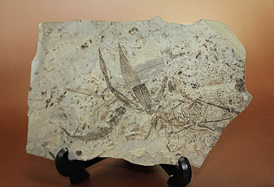 およそ3000万年前の多数の葉の化石が含まれた大きなマルチプレート標本(その1)