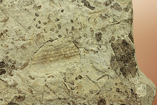 およそ３０００万年前の多数の葉の化石が含まれた大きなマルチプレート標本（その10）