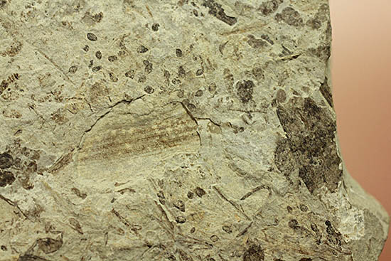 およそ3000万年前の多数の葉の化石が含まれた大きなマルチプレート標本(その10)