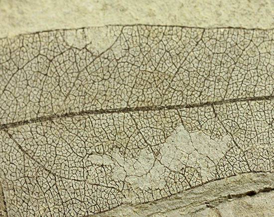 およそ３０００万年前の多数の葉の化石が含まれた大きなマルチプレート標本（その11）