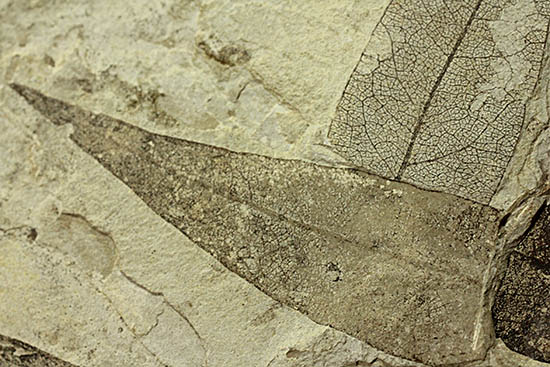 およそ３０００万年前の多数の葉の化石が含まれた大きなマルチプレート標本（その12）