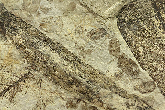 およそ３０００万年前の多数の葉の化石が含まれた大きなマルチプレート標本（その13）