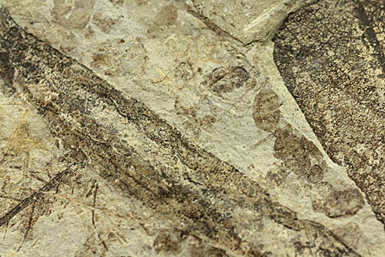 およそ3000万年前の多数の葉の化石が含まれた大きなマルチプレート標本(その13)